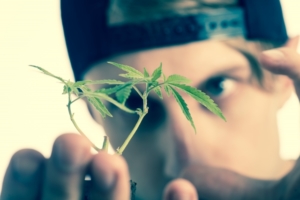 大麻を見つめる