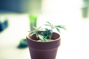 大麻の苗