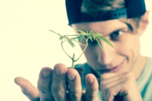 大麻を見つめる