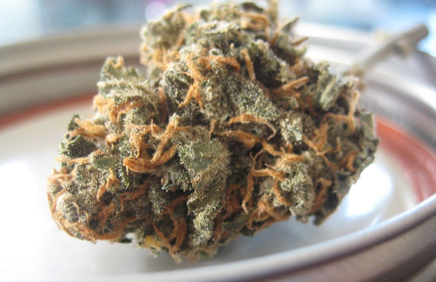 最強の大麻の種類はどれ ランキングtop10を紹介 大麻ナビ