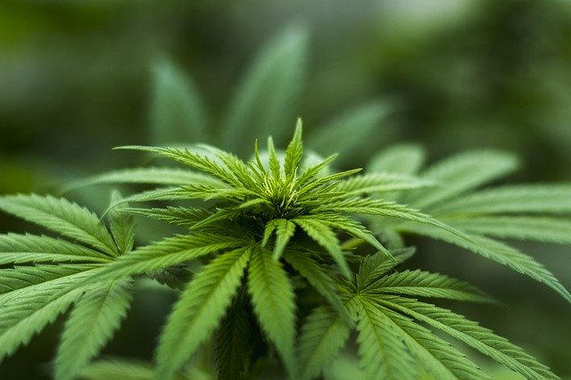 青い大麻