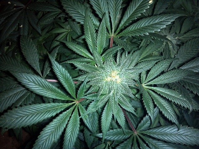 大麻の匂いってどんなもの 簡単に再現する方法と隠し方についても解説 大麻ナビ