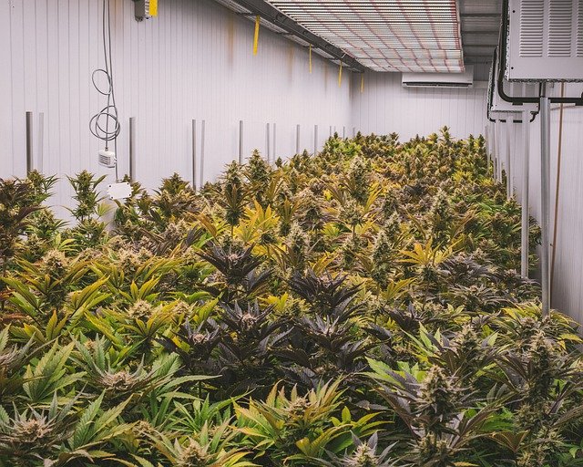 大麻室