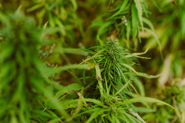 大麻 野生